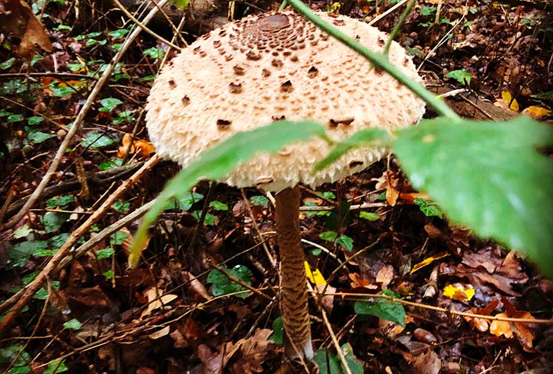 La coulemelle un délicieux champignon à débusquer dans les taills ou bordures de forêt