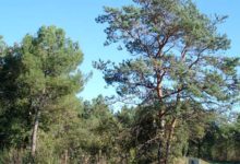 Le pin sylvestre, un arbre de nos forêts et un médicament