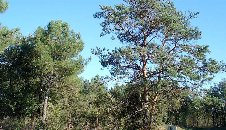 Le pin sylvestre, un arbre de nos forêts et un médicament