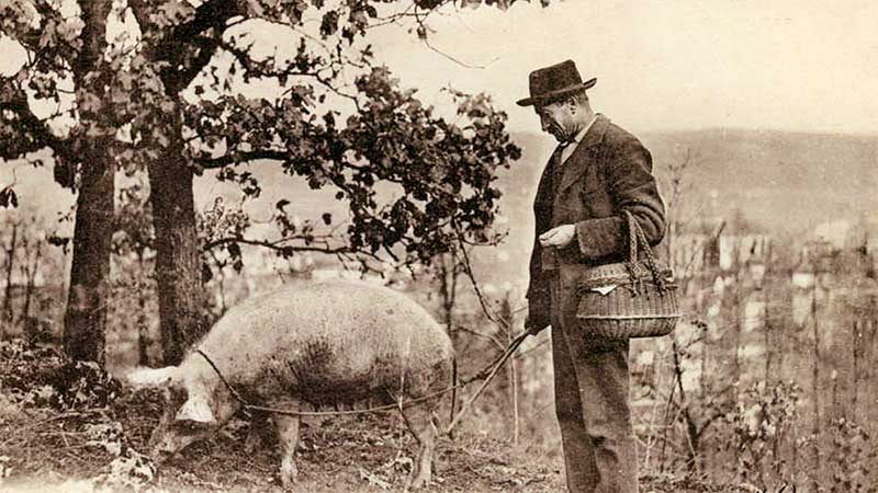 La truffe récoltée traditionnement avec un cochon