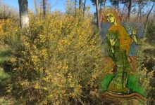 Sainte Radegonde et la légende des ajoncs fleuris
